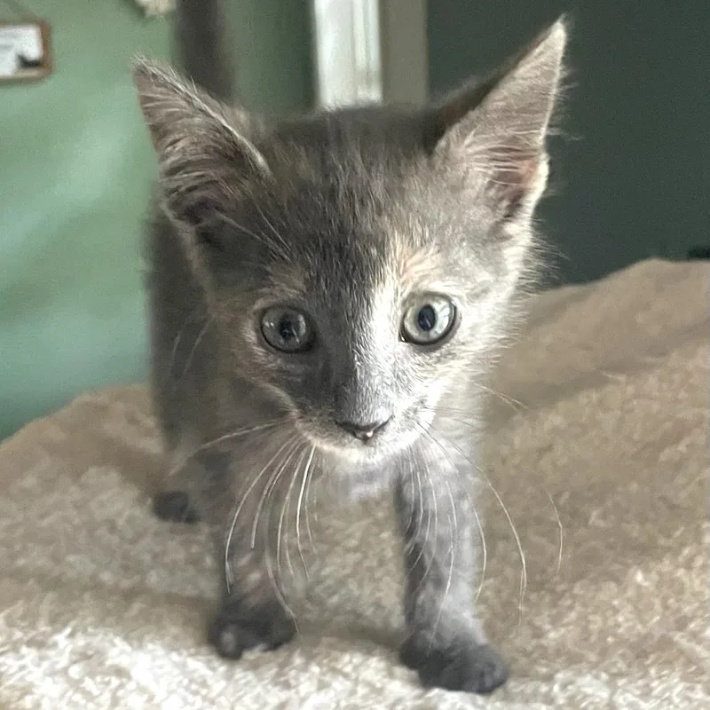 A baby small-sized female Domestic Short Hair cat named Victoria for adoption in Cumming, GA