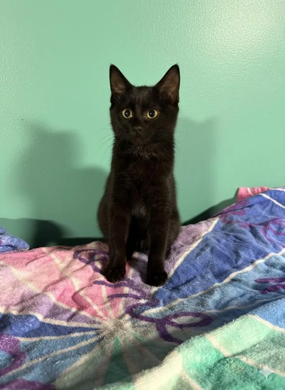 Mulberry & Guava thumbnail 2