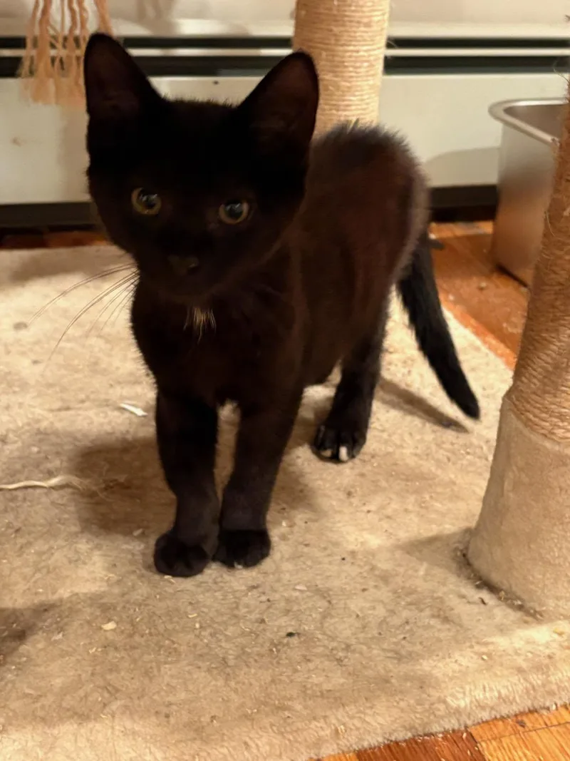 Mulberry & Guava thumbnail 3