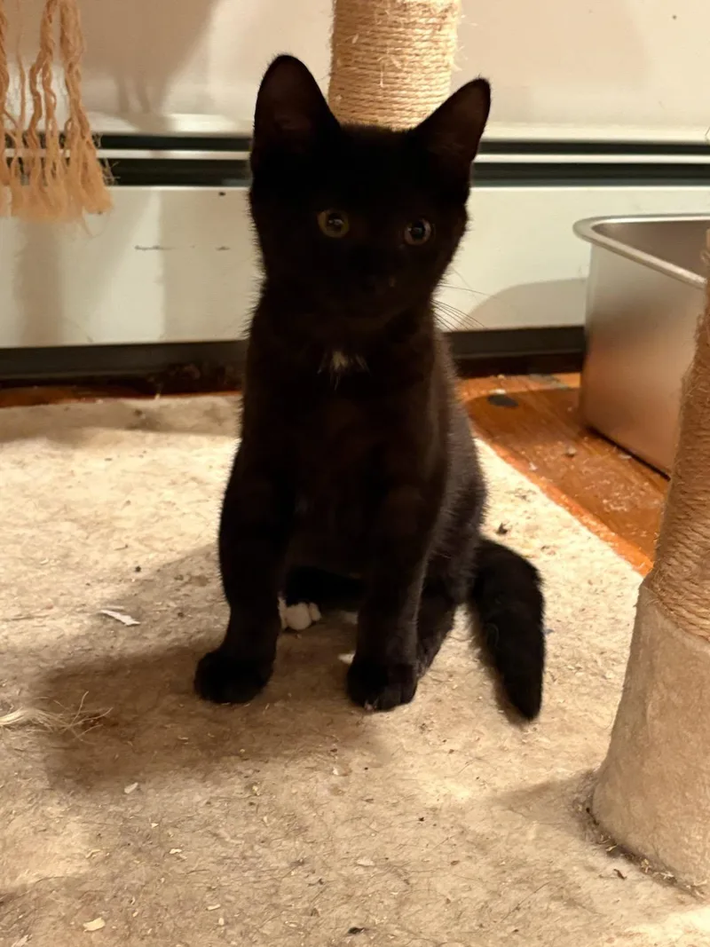 Mulberry & Guava thumbnail 4