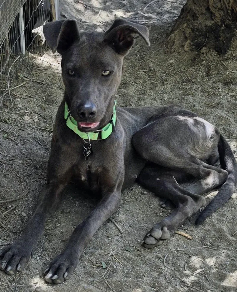 A young large-sized female Weimaraner dog named Cinder for adoption in Rancho Cucamonga, CA