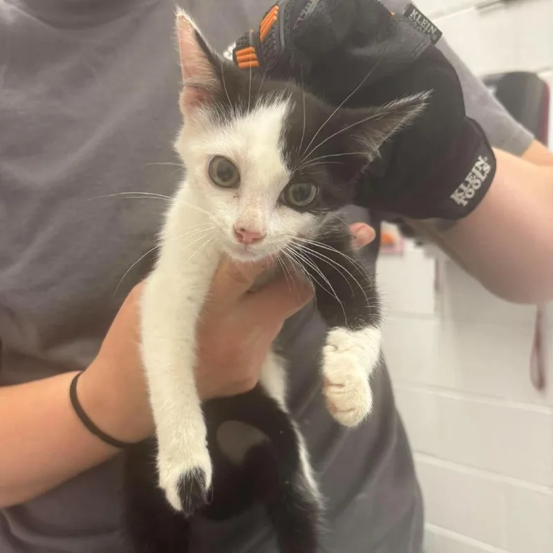 A baby medium-sized female Black Domestic Short Hair cat named Dottie for adoption in Fredericksburg, VA
