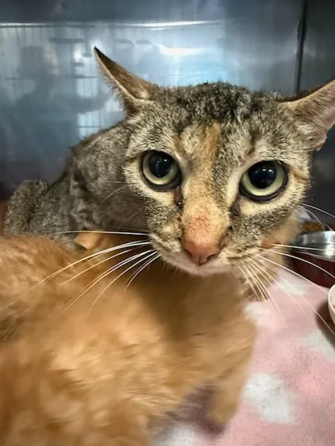 An adult small-sized female Domestic Short Hair cat named Mummie Dearest for adoption in Newton, NC