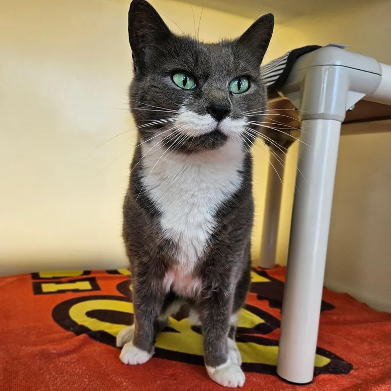 An adult medium-sized female Gray / Blue / Silver Domestic Short Hair cat named Mae Mobley for adoption in Harrisonburg, VA