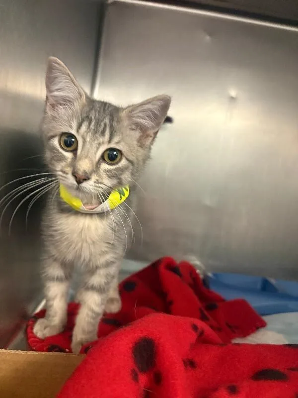 A young small-sized female Tabby (Gray / Blue / Silver) Domestic Short Hair cat named Mj for adoption in Cincinnati, OH