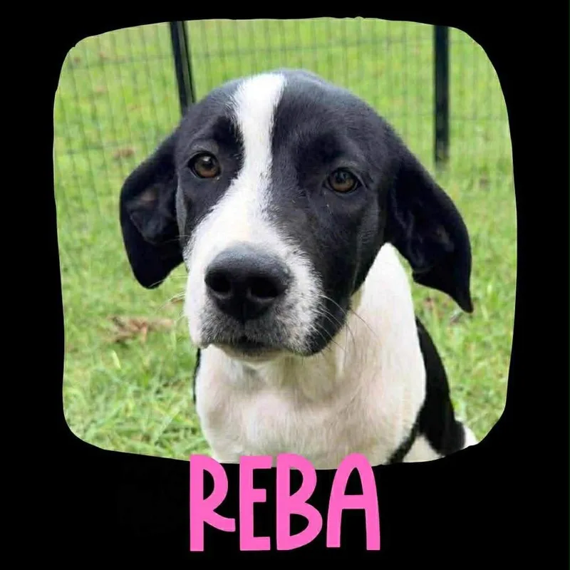 Reba thumbnail 3