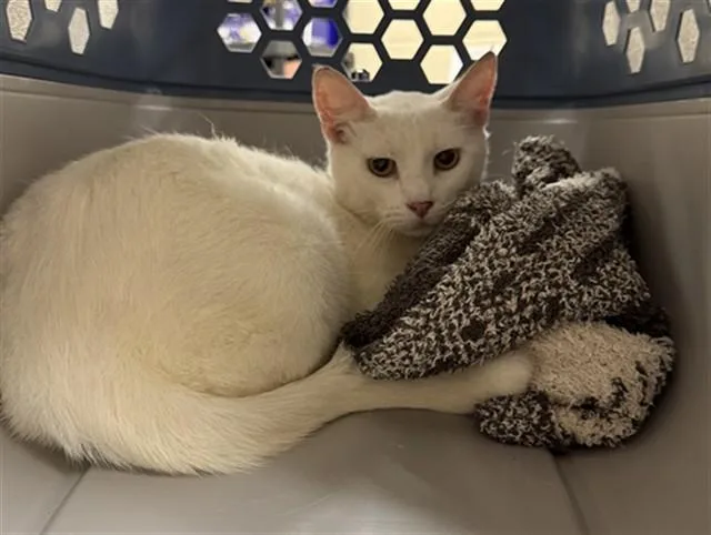 An adult small-sized male Domestic Short Hair cat named Chick Pea for adoption in Aliquippa, PA
