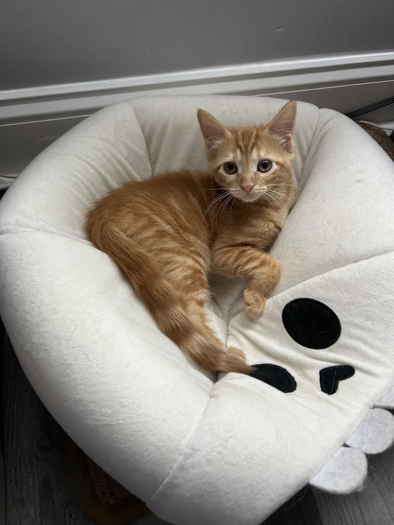 A baby medium-sized female Domestic Short Hair cat named Azula for adoption in Bear, DE