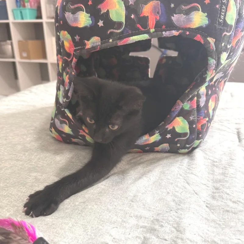 A baby small-sized male Black Domestic Short Hair cat named Jet Lag for adoption in Eaton Rapids, MI