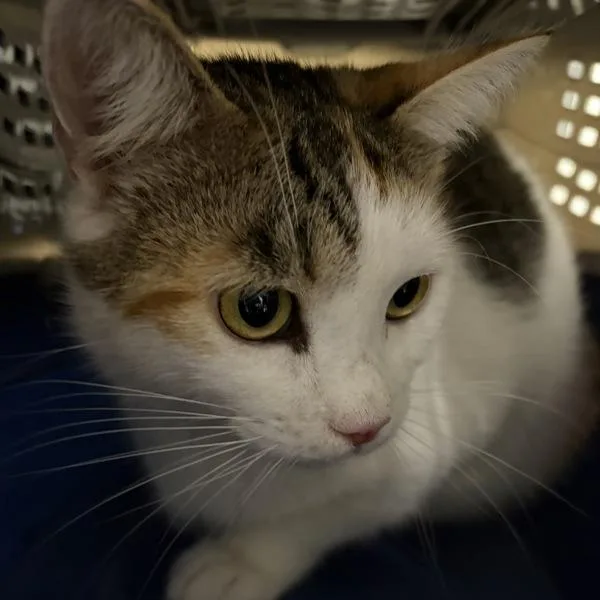 An adult medium-sized female Domestic Short Hair cat named Topaz for adoption in Des Moines, IA
