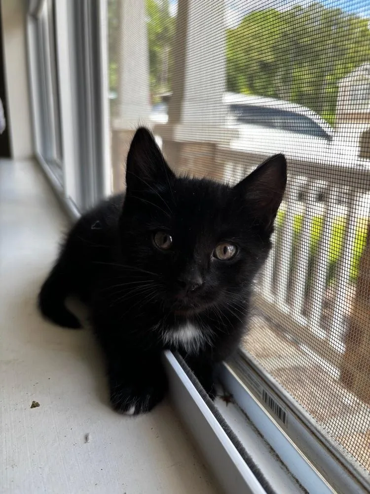 A baby small-sized female Black & White / Tuxedo Domestic Short Hair cat named Winnie for adoption in Mooresville, NC