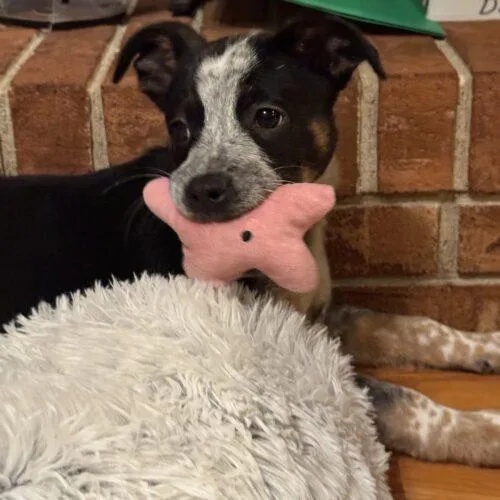A baby small-sized male Black Mixed Breed dog named Cooper for adoption in Christiansburg, VA