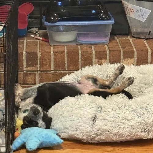 Cooper thumbnail 4