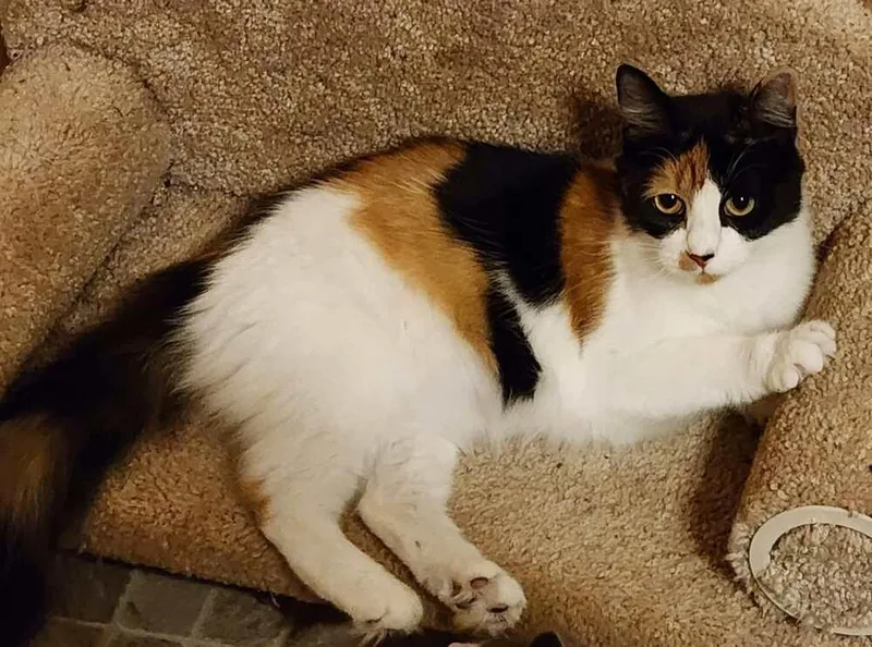A young medium-sized female Domestic Medium Hair cat named Chaka for adoption in Candler, NC