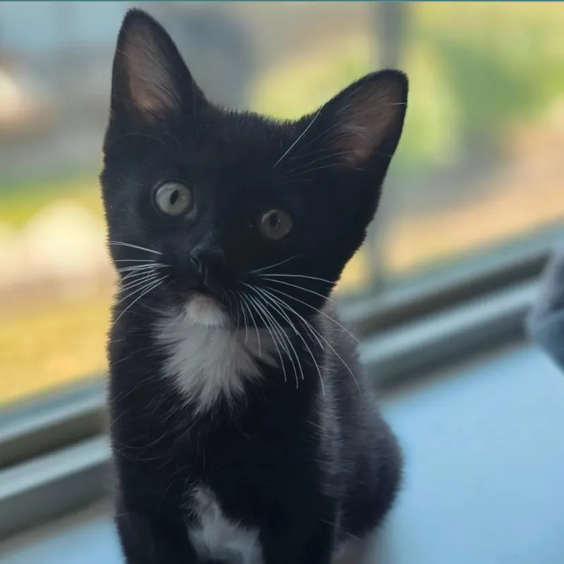 A baby small-sized male Black Domestic Short Hair cat named Hopper for adoption in Layton, UT