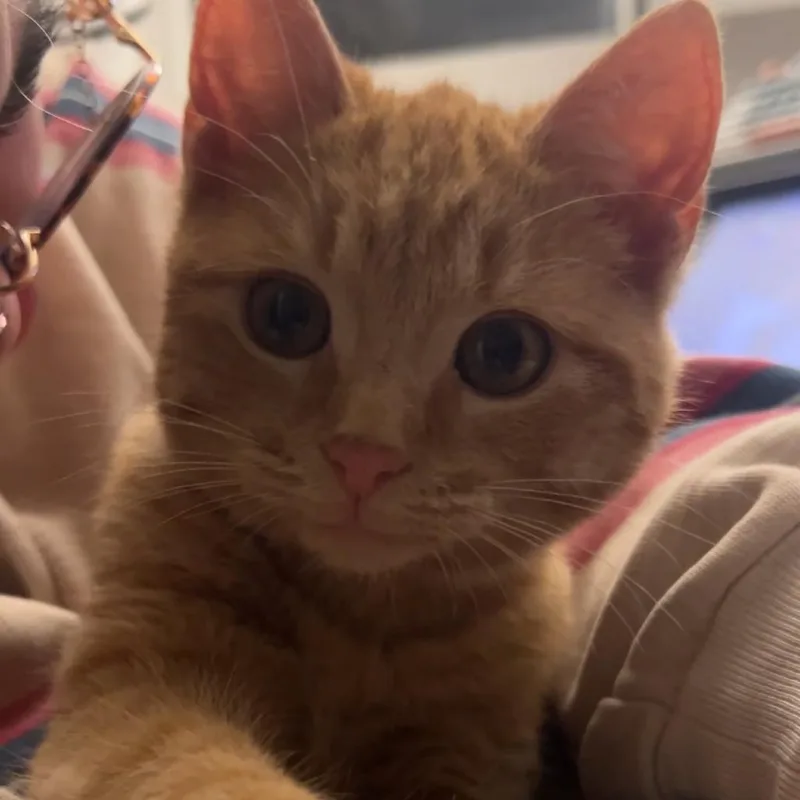 A young small-sized male Orange / Red Domestic Short Hair cat named Cheez It for adoption in San Antonio, TX