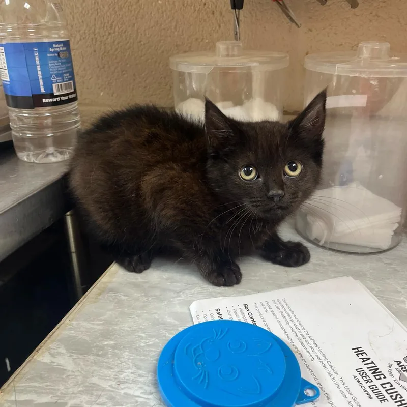 A young small-sized female Black Domestic Short Hair cat named Grimoire for adoption in Lewisburg, WV