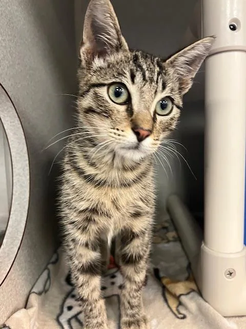 A young medium-sized male Domestic Short Hair cat named Kit for adoption in Dallas, TX