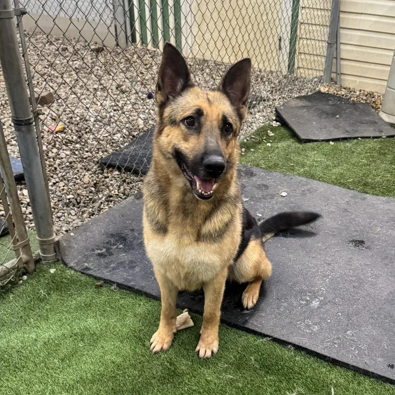 Stella