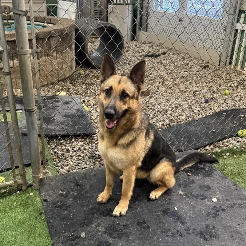 Stella thumbnail 2