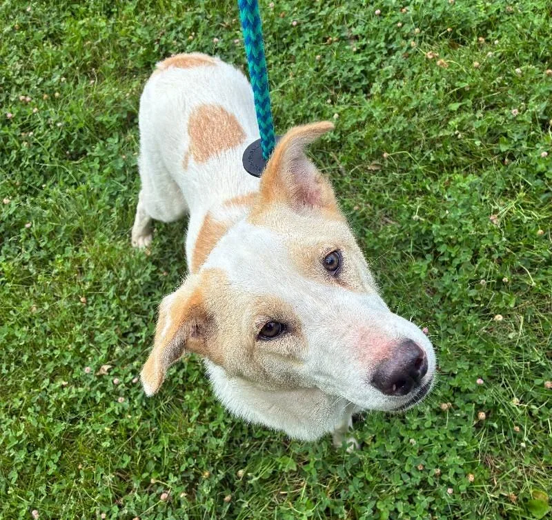 An adult medium-sized female Border Collie dog named Flora for adoption in Rochester, NY