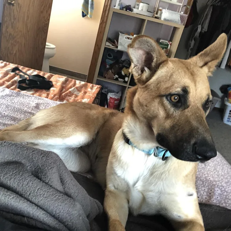 An adult large-sized female Yellow / Tan / Blond / Fawn Mixed Breed dog named Paige for adoption in Buffalo, MN