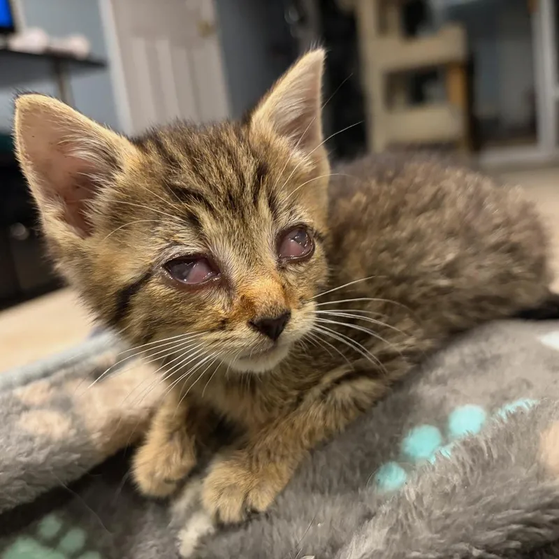 A baby small-sized male Brown / Chocolate Domestic Short Hair cat named Crash for adoption in Fairfax, VA