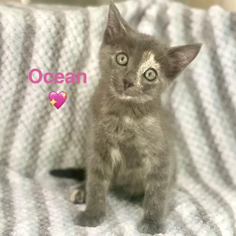 A baby small-sized female Tortoiseshell Domestic Short Hair cat named Ocean for adoption in Peachtree City, GA