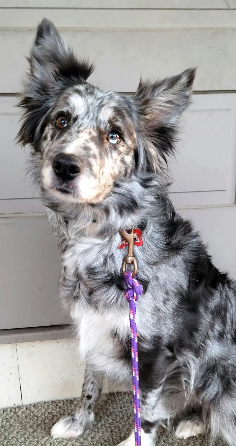 An adult medium-sized female Merle (Blue) Border Collie dog named Annie for adoption in Minnetrista, MN