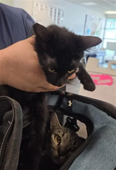 A baby small-sized male Domestic Medium Hair cat named Midnight for adoption in Van Nuys, CA