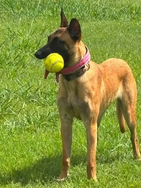 Koda