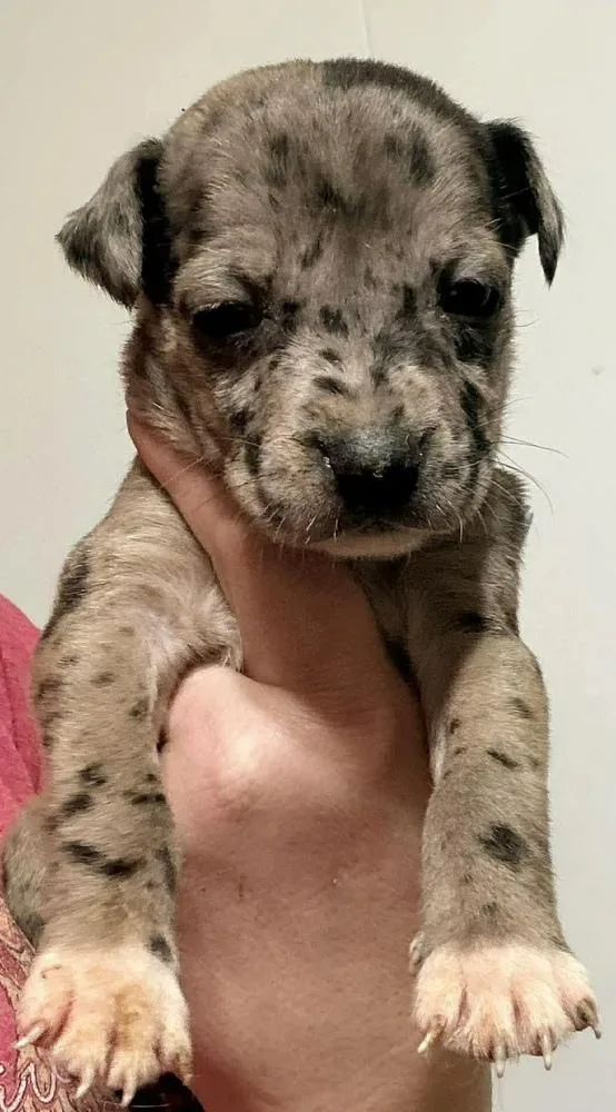 A baby small-sized female Merle (Blue) Labrador Retriever dog named Confetti for adoption in Poplar Grove, IL