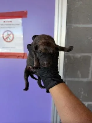 A baby small-sized female Black Border Collie dog named 61805886 for adoption in El Paso, TX