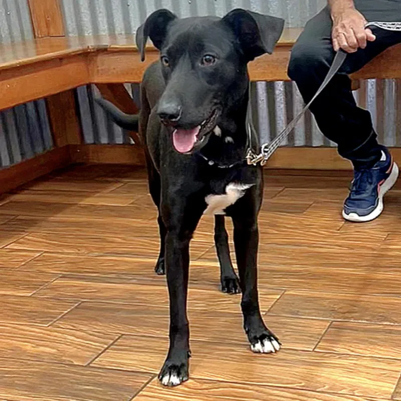 A young medium-sized male Black Labrador Retriever dog named Oscar for adoption in Longview, TX