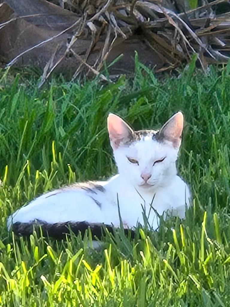 An adult medium-sized female Domestic Short Hair cat named Blanca for adoption in San Pedro, CA