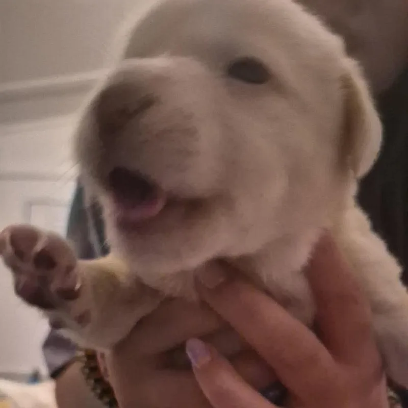 A baby medium-sized female White / Cream Mixed Breed dog named Daisy for adoption in Fairfax, VA