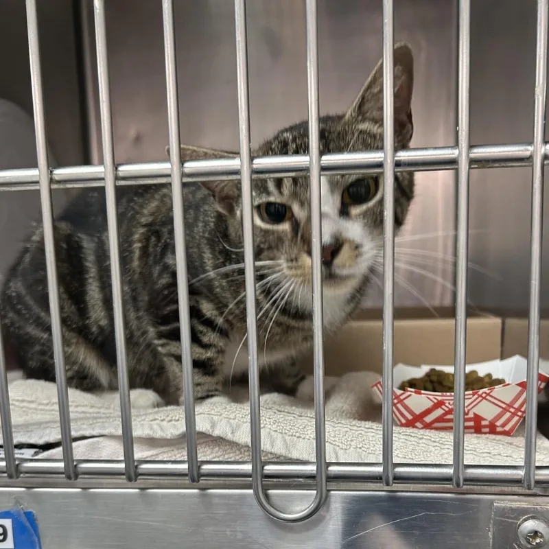 A baby small-sized female Gray / Blue / Silver Domestic Short Hair cat named Belinda for adoption in Newark, NJ