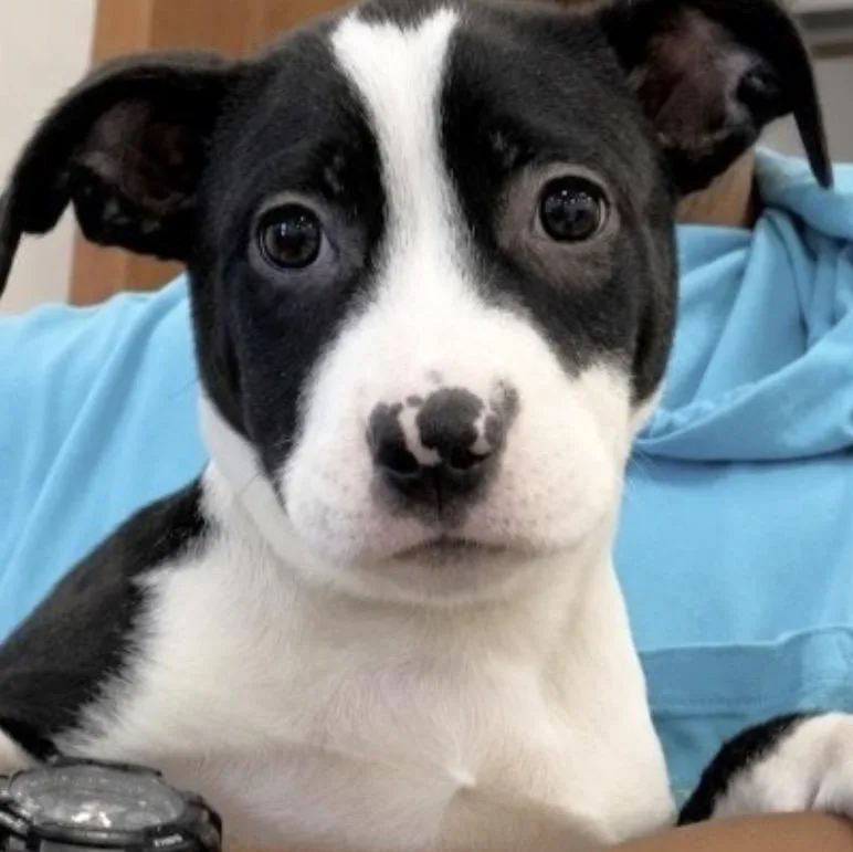 A baby medium-sized female Border Collie dog named Cassidy for adoption in Copiague, NY