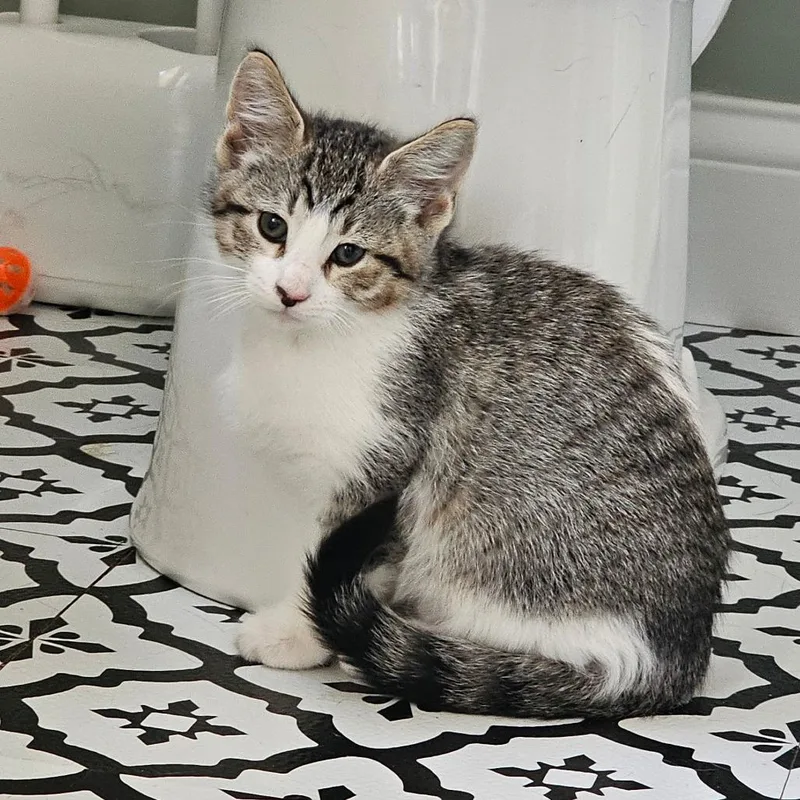 A baby medium-sized male Tabby (Brown / Chocolate) Domestic Short Hair cat named Columbia for adoption in Toledo, OH