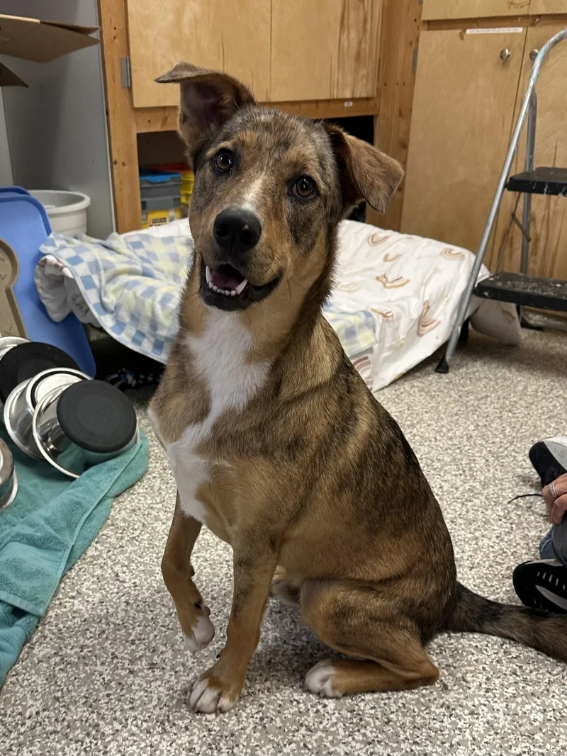 An adult large-sized male Merle (Red) Shepherd dog named Barkley for adoption in Chattanooga, TN