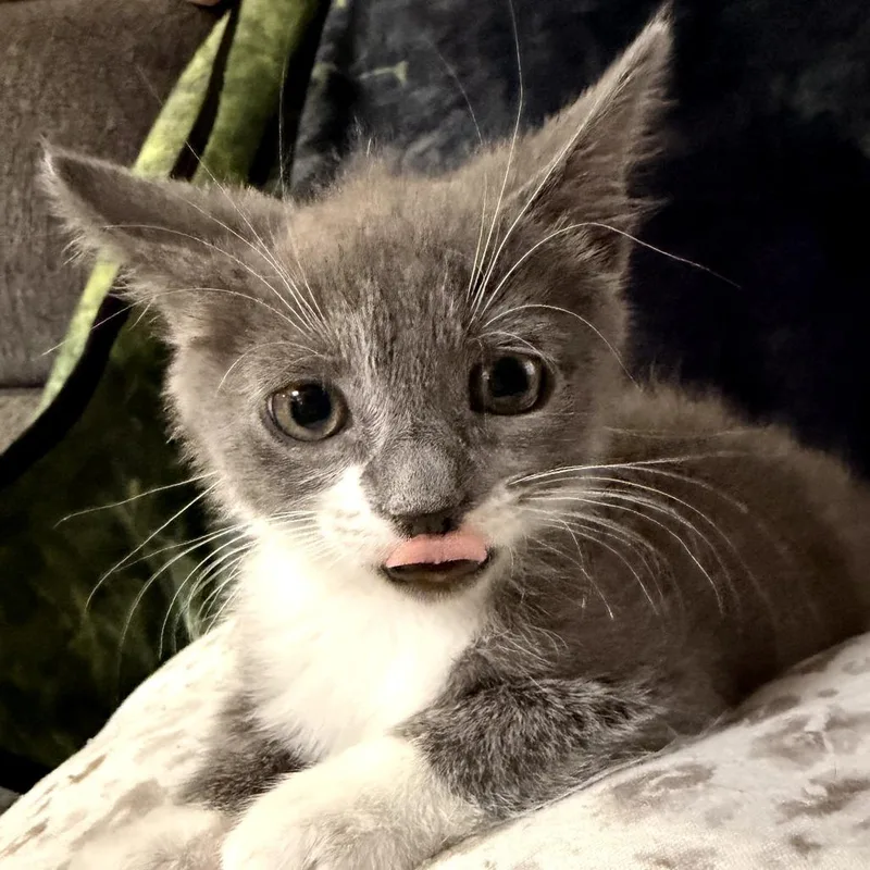 Pip