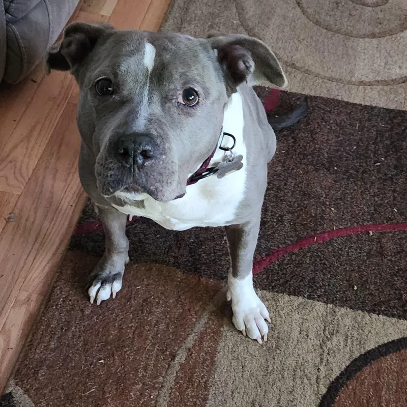 An adult large-sized female American Staffordshire Terrier dog named Violet for adoption in Flintstone, GA
