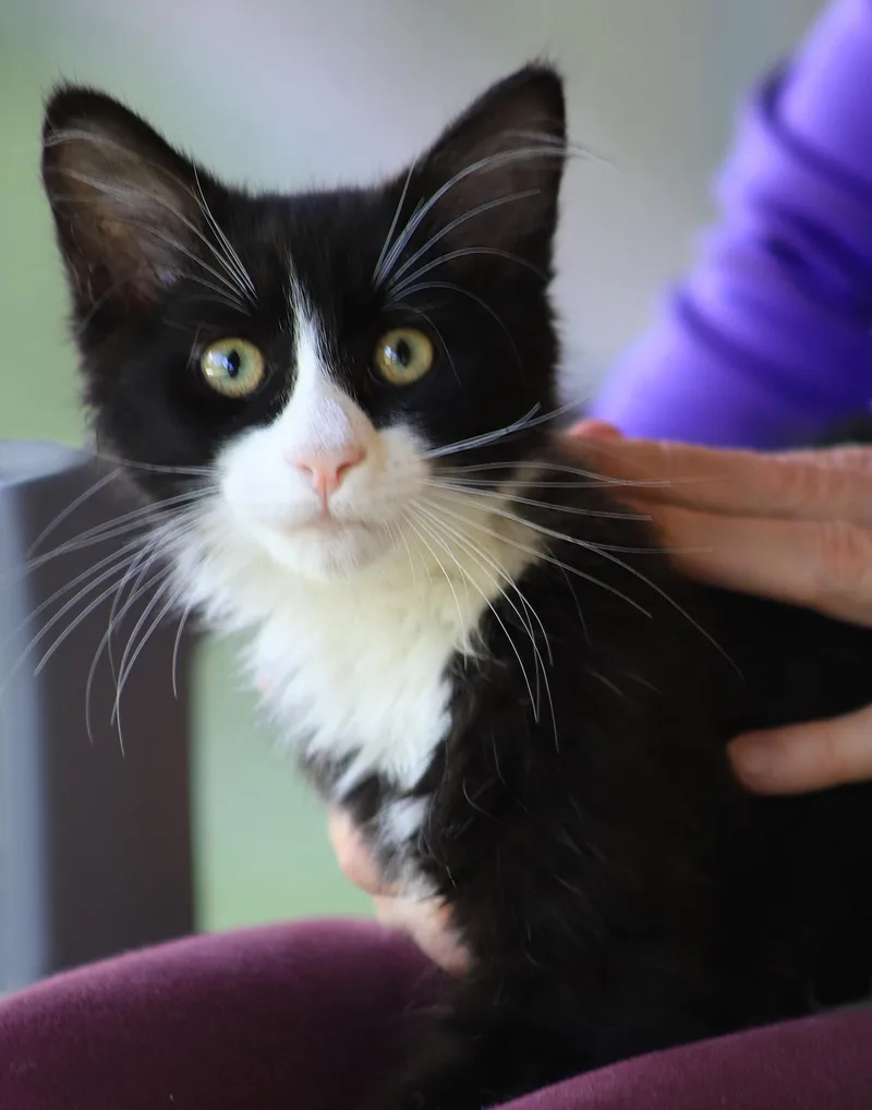 A baby medium-sized male Domestic Medium Hair cat named Norris for adoption in North Fort Myers, FL