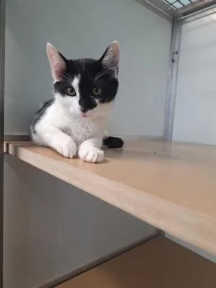 A baby small-sized female Domestic Short Hair cat named Seashell for adoption in Pendleton, OR