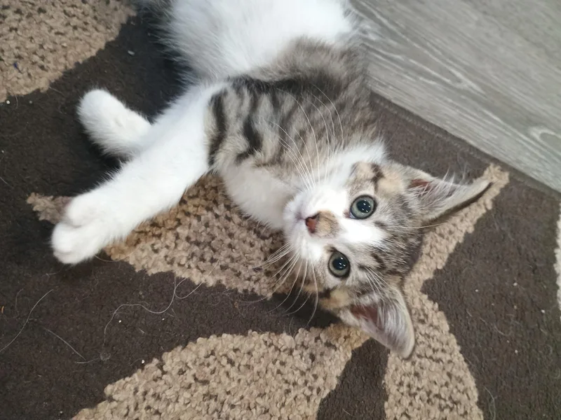 A baby medium-sized female Tabby (Buff / Tan / Fawn) Domestic Short Hair cat named Taco for adoption in Farmington, MN