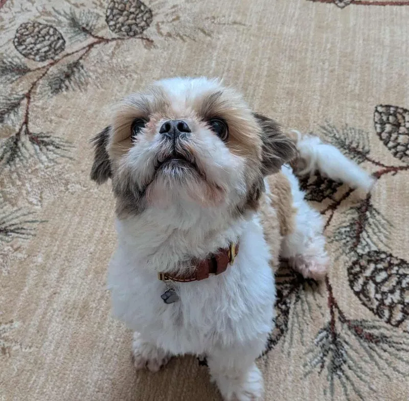 An adult small-sized male Shih Tzu dog named Rocky for adoption in Rochester, NY