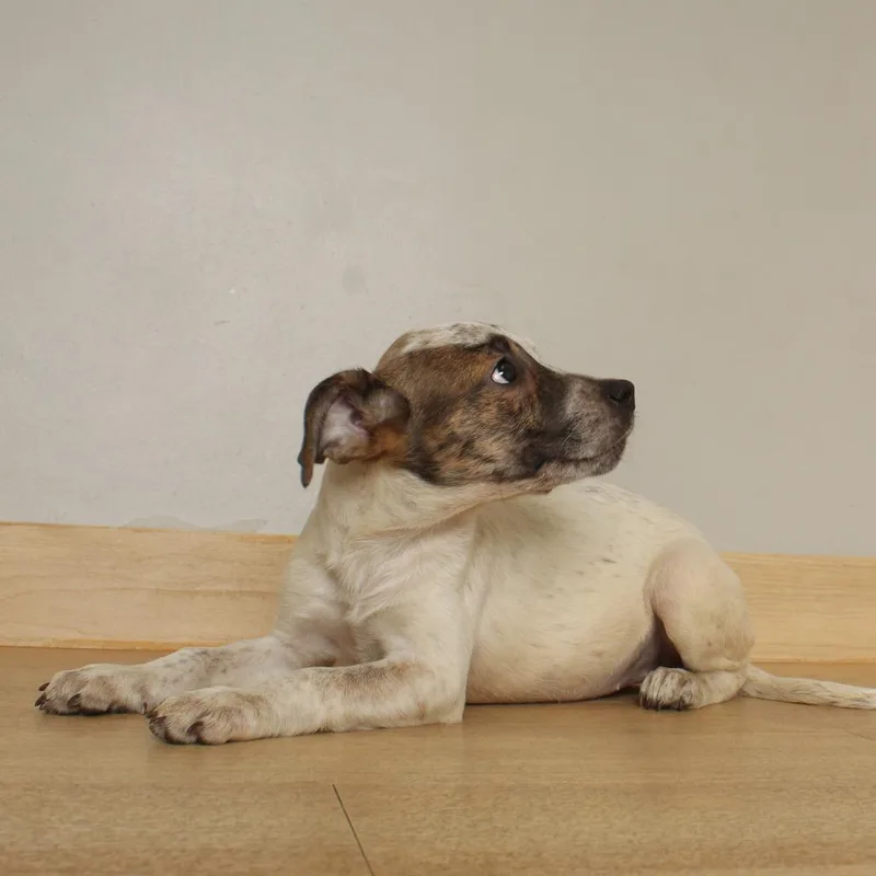 A baby medium-sized female White / Cream Australian Cattle Dog / Blue Heeler dog named Natty D for adoption in Minnetonka, MN
