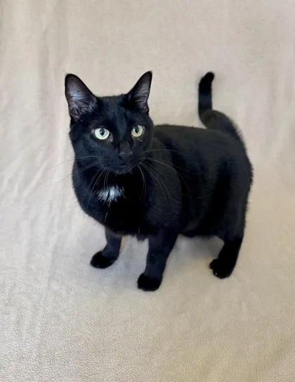 An adult medium-sized female Domestic Short Hair cat named Shadow for adoption in Buffalo, MN