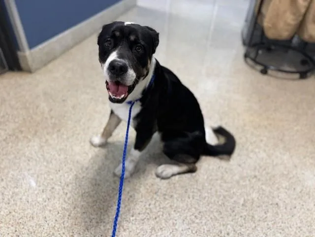 A young large-sized male Bernese Mountain Dog dog named Baby Boy for adoption in Miami, FL