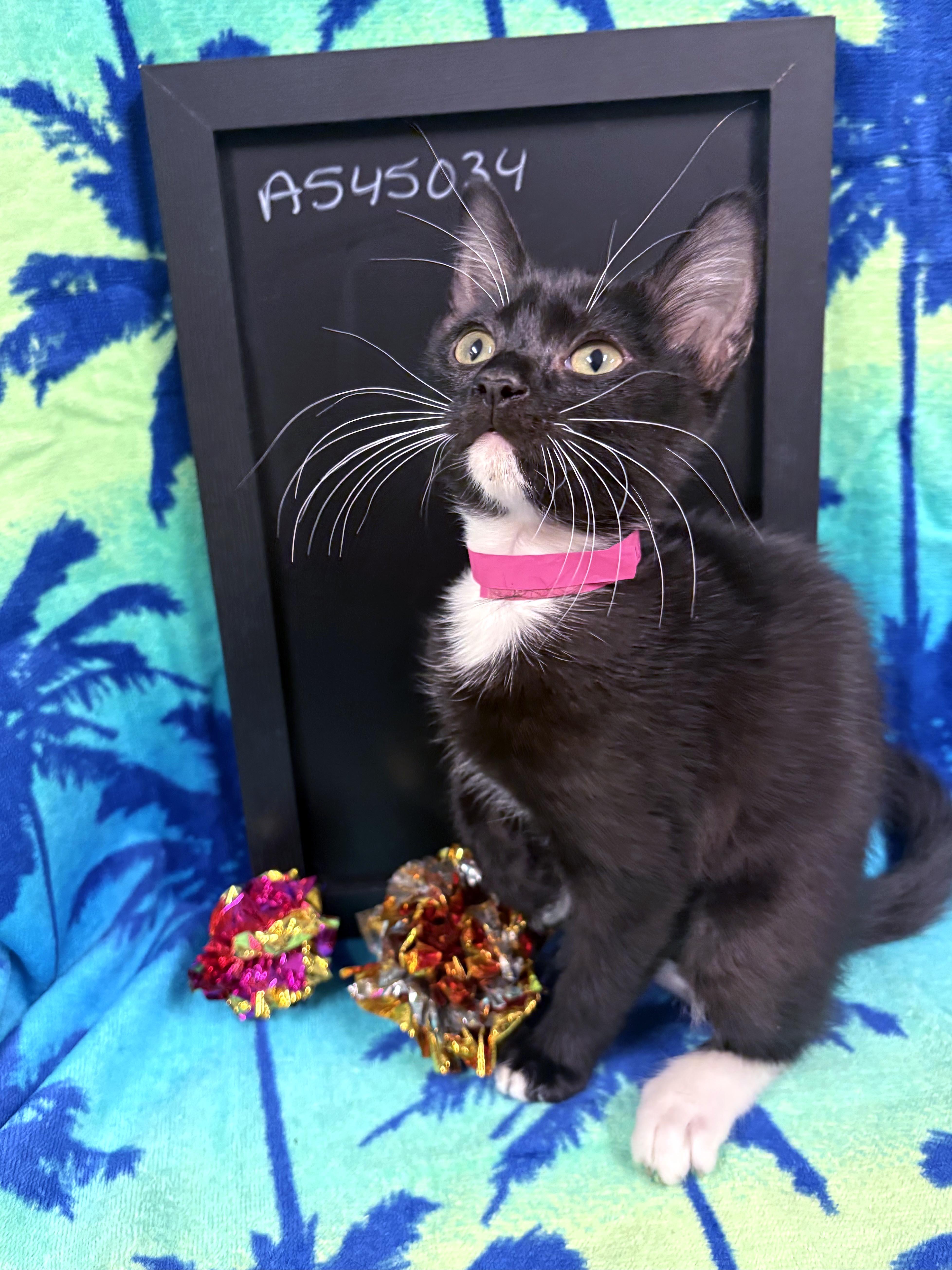 A baby medium-sized female Black & White / Tuxedo Domestic Short Hair cat named Xena for adoption in Lake Monroe, FL